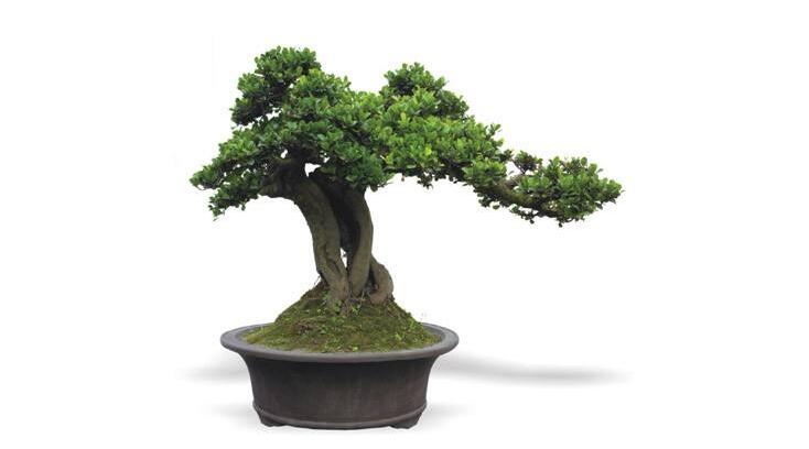 玉樹用什么土壤，最好使用沙土栽種