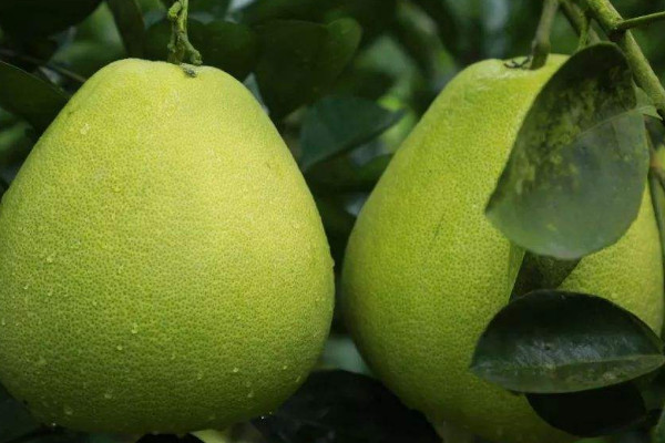 柚子樹(shù)幾年開(kāi)花結(jié)果