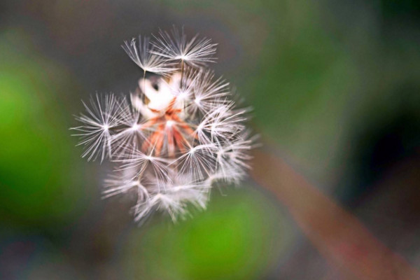 多裂蒲公英怎么養(yǎng)