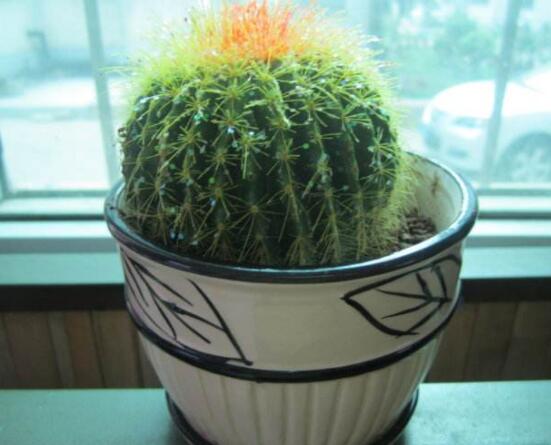 小仙人球的養(yǎng)殖方法和注意事項(xiàng)，老農(nóng)詳解七大最有效養(yǎng)殖方法