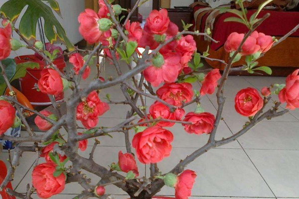 怎樣給長(zhǎng)壽冠海棠催花