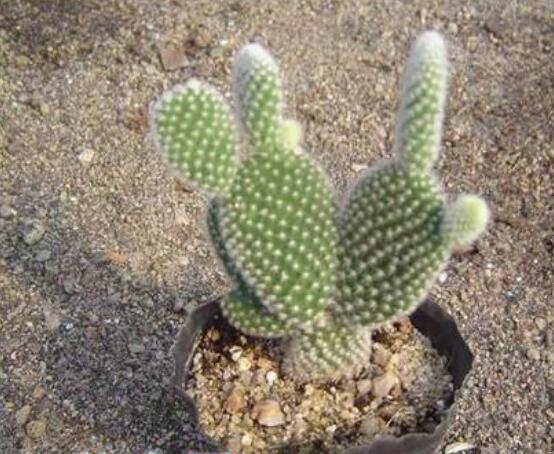 仙人掌怎么移植，用土覆蓋全根系、壓實土壤固定