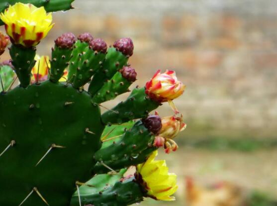仙人掌幾年開花一次，短則3-5年開花/長則十幾年