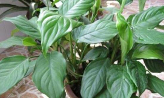 萬年青的作用，凈化空氣、利尿、解毒