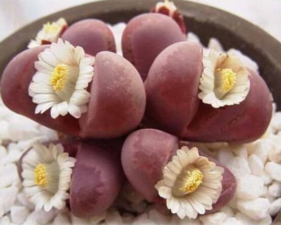 生石花移植方法，做好六點(diǎn)基本步驟成功率百分百