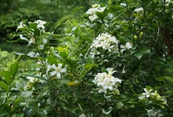 九里香盆栽的功效與作用，制作香精、活血化瘀