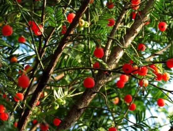 紅豆杉葉子干枯怎么辦，教你最有效三種解決方法