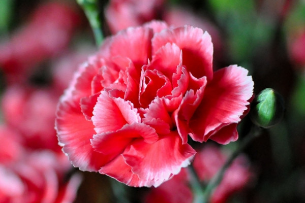 康乃馨長得很細怎么辦