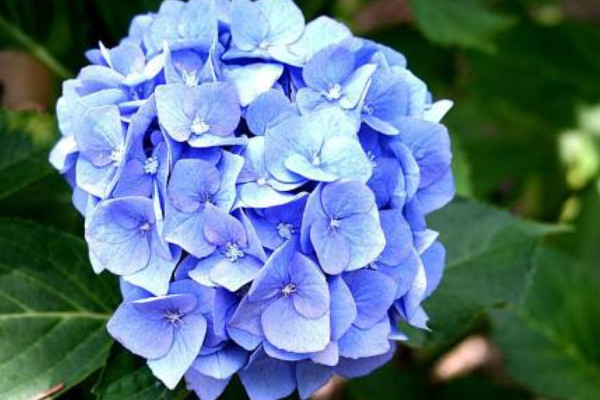 繡球花水養(yǎng)注意事項(xiàng)