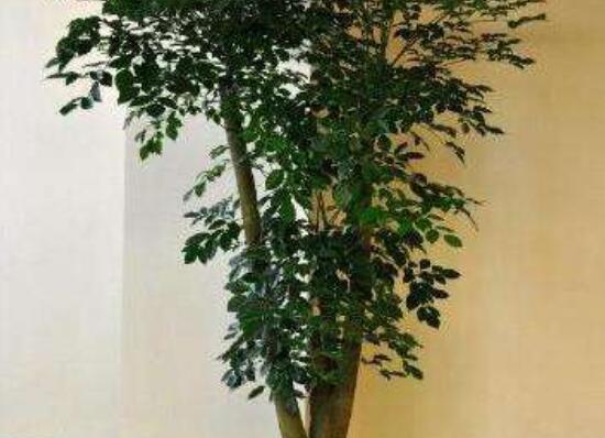 幸福樹種子怎么種，教你六大簡單步驟即可學(xué)會