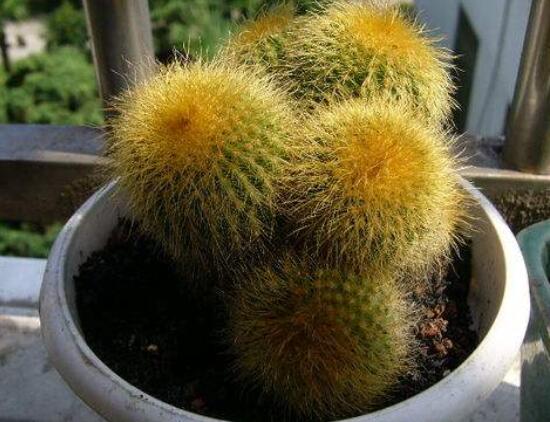 仙人球的作用與功效，美化環(huán)境、凈化空氣