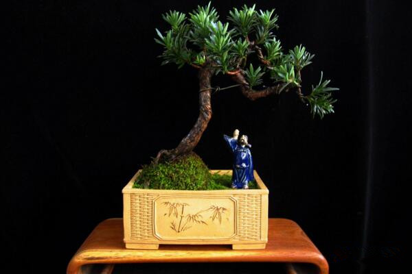 羅漢松施什么肥長(zhǎng)得快，生長(zhǎng)期氮肥最重要