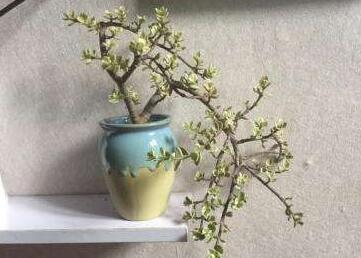 雅樂之舞常見病蟲害及防治方法，“知根知底”防治病蟲害