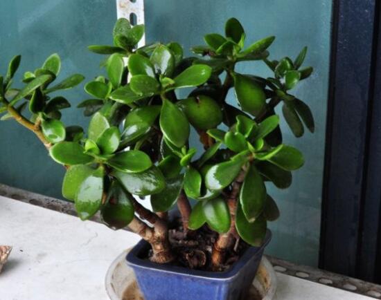 玉樹燕子掌怎么區(qū)分，主要從葉和花序上辨別