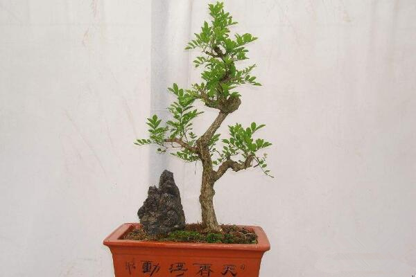 九里香盆景怎么養(yǎng)，確保九里香爆盆的5大要點(diǎn)