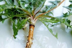 蒲公英的病害防治，常見(jiàn)病害以及防治方法