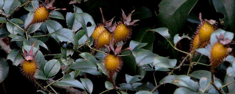 金櫻子果實(shí)什么時(shí)候成熟