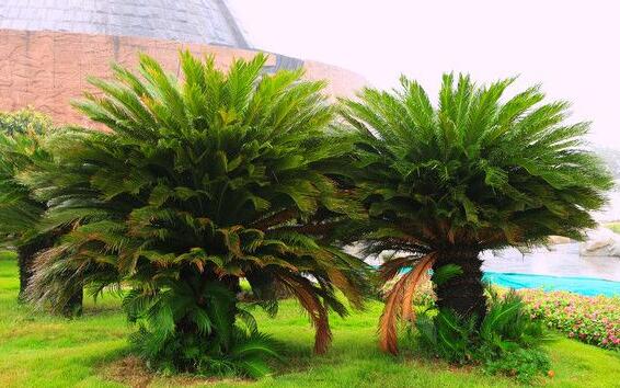 蘇鐵有哪些價(jià)值作用，極具觀賞價(jià)值和食用價(jià)值