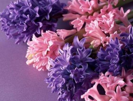 風(fēng)信子象征著什么意思，重生的愛/不同花色不同象征意義