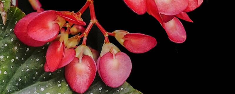 竹葉秋海棠怎樣養(yǎng)護