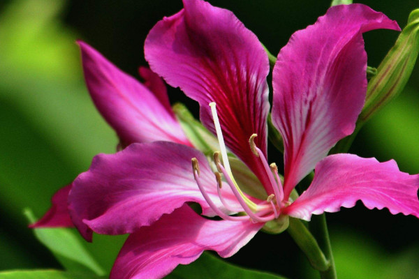 紫荊花樹什么時(shí)候扦插