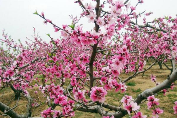 盆栽桃花的養(yǎng)殖方法，保證土壤、環(huán)境適宜