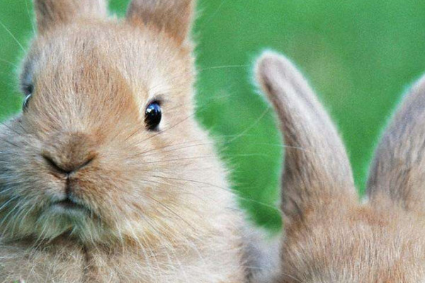 兔子養(yǎng)多久才會(huì)認(rèn)主人