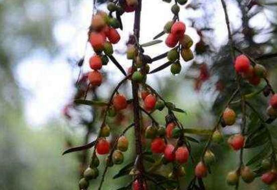 紅豆杉掉葉子是什么原因，六大辦法恢復(fù)茂盛