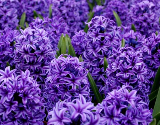 風(fēng)信子盆栽怎么種植，擇飽滿種球、露出土壤2厘米(存活最高)