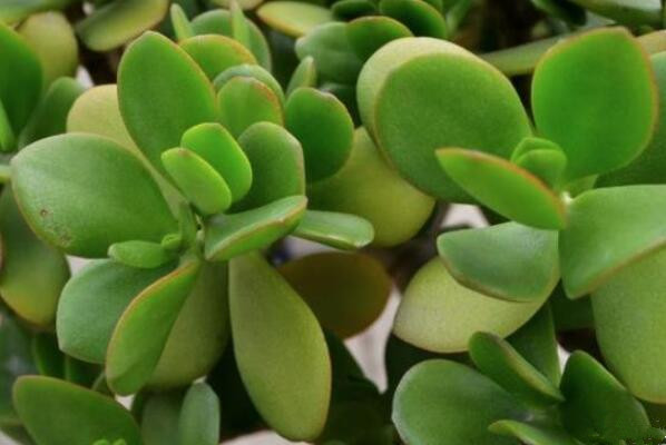 玉樹怎么養(yǎng)護(hù)，玉樹的四季養(yǎng)護(hù)方法