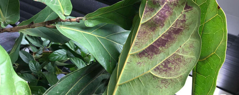 琴葉榕如何長(zhǎng)側(cè)芽