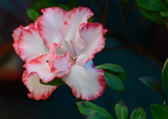 仙客來葉子蔫了怎么辦，主要由最直觀三種原因?qū)е? src="/nongye/d/file/20201223/b54srjaxlur.jpg" / data-QHpd="ZViR5i"></strong></p>
<p data-brLV="iobPNK">
	當仙客來發(fā)生病蟲害時候，可能一些病害花友不容易發(fā)覺。例如灰霉病，根腐病，就是直接侵害枝葉，導致出現(xiàn)發(fā)焉。還有一些蟲害，例如棉蚜、桃蚜等，就是吸食汁液，最后使葉子逐漸發(fā)黃發(fā)焉。</p>
<p data-OnPJ="wD3Xvm">
	<img alt=