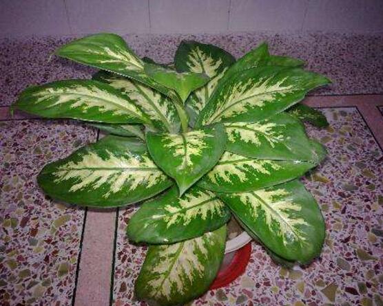 萬年青植物有幾種，盤點(diǎn)最令人欣賞的十大品種