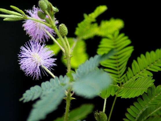 羞草怎么種，浸種晾干、覆土4厘米深(15天生根發(fā)芽)