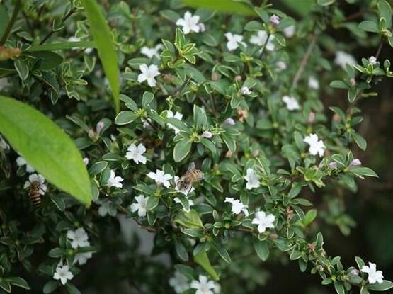 六月雪功效與作用，是一個(gè)不折不扣治療百病藥王