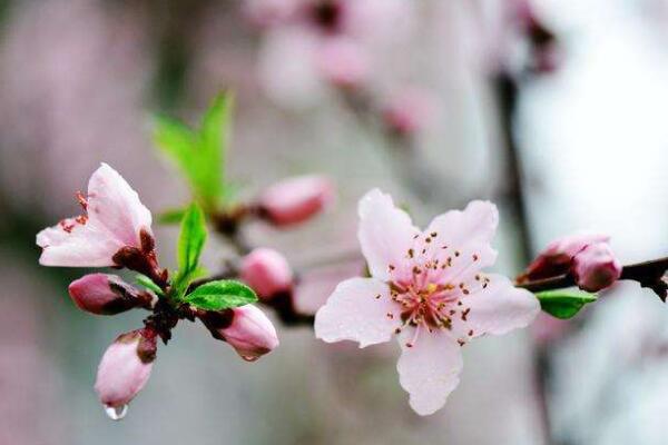 桃花盆栽養(yǎng)殖方法，忌使用堿土進(jìn)行養(yǎng)護(hù)