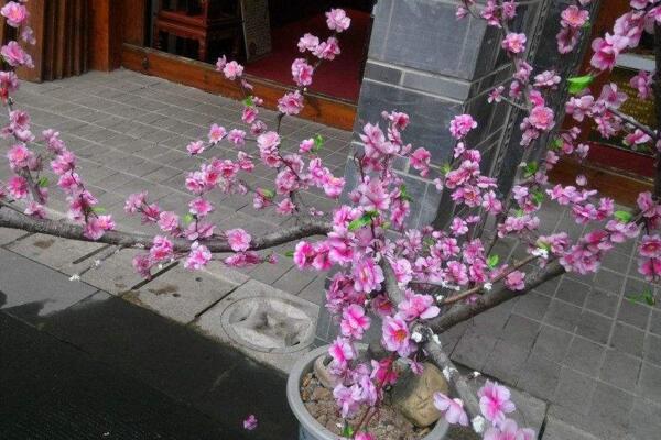 盆栽桃花的養(yǎng)護方法，首先要保證盆土的適宜