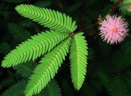 含羞草蔫了怎么辦，教你三種最直觀有效解決方法