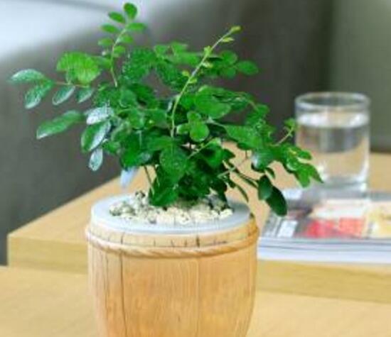 九里香怎么繁殖，九里香扦插繁殖方法