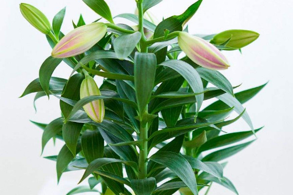 盆栽百合什么時候打頂