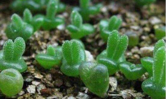 多肉碧光環(huán)種子種植，老農(nóng)總結(jié)最簡(jiǎn)單易學(xué)六點(diǎn)基本步驟