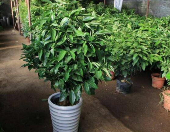 平安樹圖片大全，凈化空氣，矯正異味