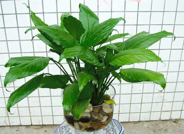 一帆風(fēng)順可以水養(yǎng)嗎，水培的重點(diǎn)在于氧氣、營養(yǎng)以及陽光