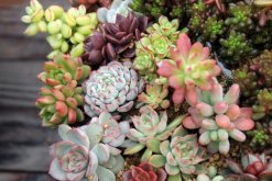 寶石花掉下來(lái)是怎么了，可能是以下5種原因?qū)е? data-jqtr=