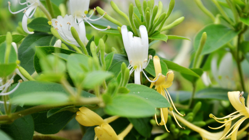 金銀花會(huì)結(jié)果嗎