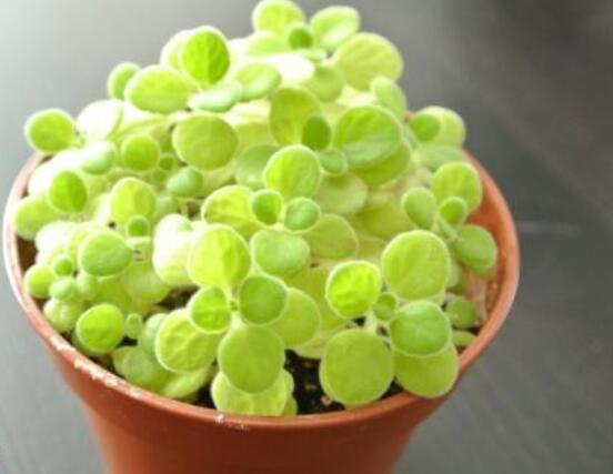 碰碰香木質(zhì)化怎么辦，只需要立馬重新進(jìn)行扦插繁殖