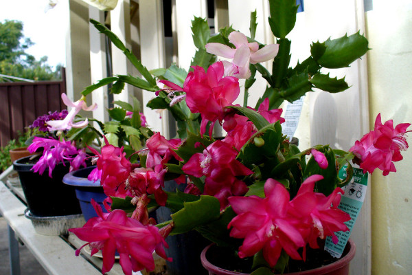 蟹爪蘭秋冬季節(jié)怎樣管理