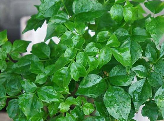 幸福樹水生根技巧，做好四點步驟即可水培爆盆