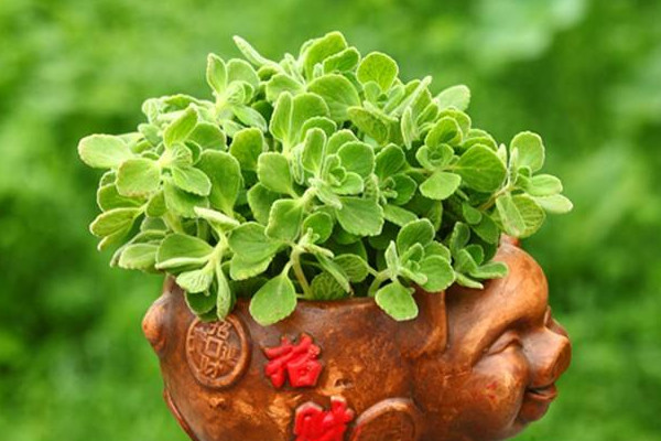 碰碰香怎么養(yǎng)