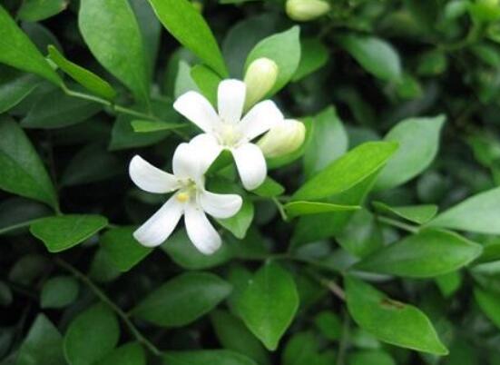 九里香種在家里禁忌，只需要注意四個(gè)要點(diǎn)即可